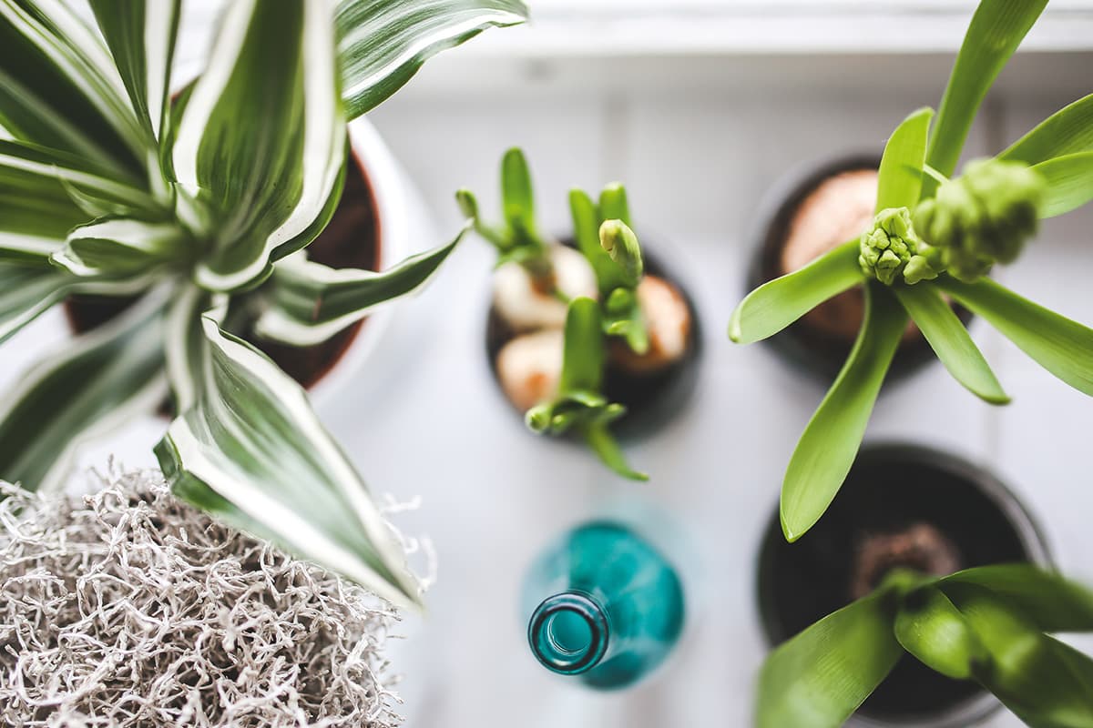 2 Piante Artificiali In Vaso The Bloom Times – Piccola Vegetazione Finta Per Arredamento Casa E Ufficio – Senza Manutenzione – 12,7 Cm