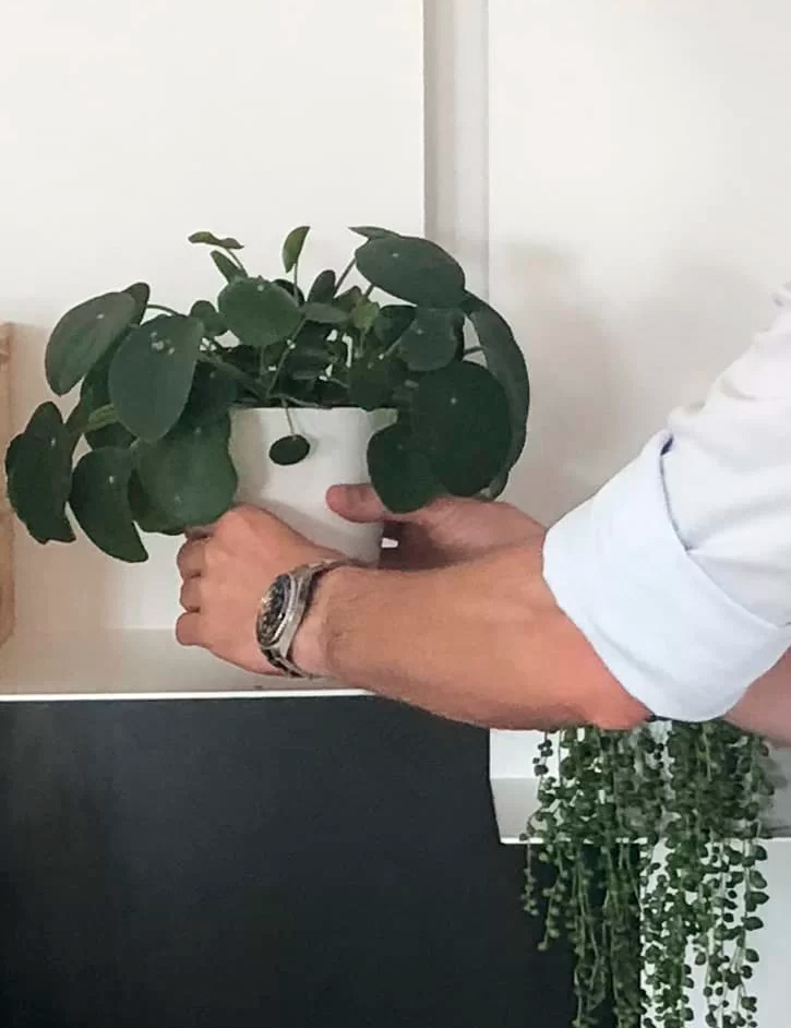 mani che appoggiano pilea pianta da bagno sopra un mobile nero