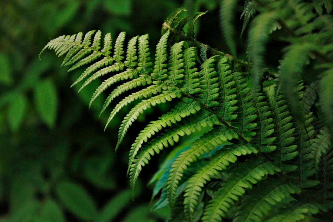 piante per un bagno moderno ramo di felce verde